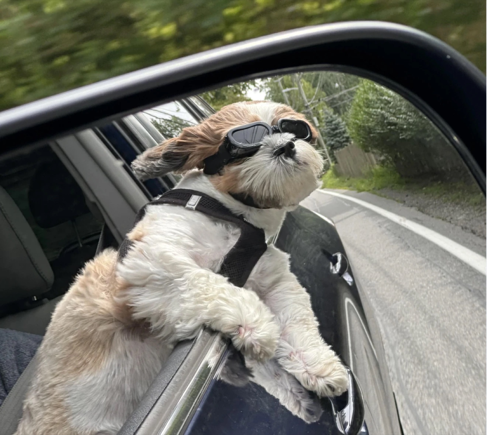 a small dog in goggles leaning out a car window, seen in the side mirror